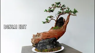 Process Of Making A Juniper Bonsai Tree On A Driftwood| Bonsai Edit