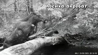 Нашёл поваленное дерево через речку и вот, что удалось заснять. Кадры с фотоловушки.