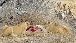 Lions Eat Warthog Alive Before Hyenas Try To Take Over