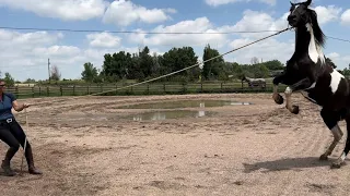 Amy Bowers helping a horse that is terrified of being sprayed with water.