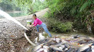 Unique Fishing | Use a Pump To Suck Water Out Of The Lake - Harvesting Many Big Fish