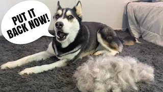 HUSKY ARGUES While I BRUSH her! | Grooming Gone Wrong!