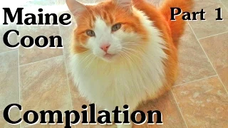 Maine Coon Compilation - Part 1 of Maine Coon Cats doing Maine Coon things
