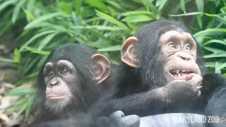 Baby Chimp Maisie in the Outdoor Habitat for the First Time