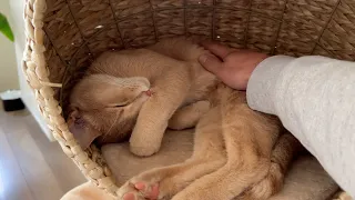 Adorable boi urgently requests to be tucked in before his nap