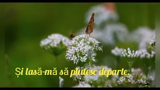 ABBA -Andante, Andante (traducere în Română)