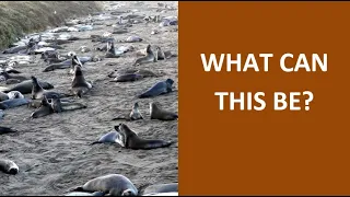 Wildlife. Elephant seals' behavior, Molting season. Raw material to study animals. Description below