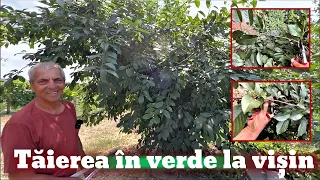 Tăierea  în verde la vișin