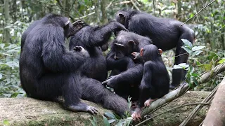 The Secrets of Chimpanzee Society