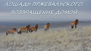 The Przewalski's horse. Back to Russia