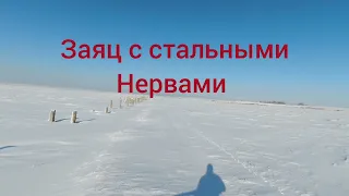 охота на зайца. Заяц со стальными нервами.