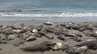 Elephant Seals along Highway 1 - Amerika