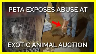 PETA Exposes Abuse at Exotic-Animal Auctions