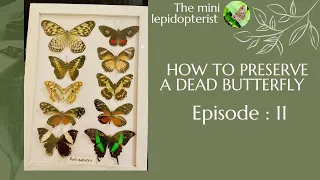 ( DIY )How to preserve a dead Butterfly 🦋