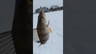 Рыбалка на МОРМЫШКУ ❄️🐟🕳️🐟🎣🐟❄️🐟🌅🐟📽️🐟☃️