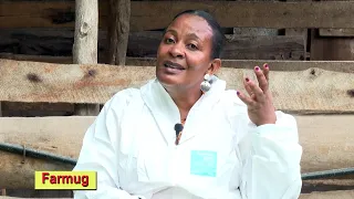 How To SUCCEED In Piggery Farm Business !| piggery House, Water, Farmug updates! Ms. Esther