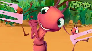 Sole Sister |  😄🐜| Antiks Adventures - Joey and Boo's Playtime