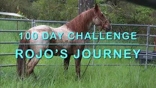 100 Day Mustang Makeover - Rojo’s Journey