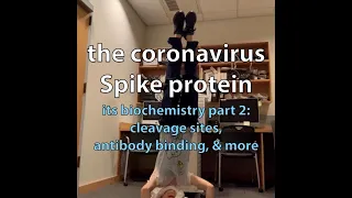 Coronavirus Spike (S) protein biochemistry part 2: cleavage sites, glycosylation, antibody binding