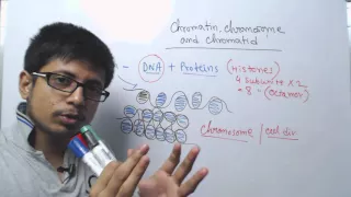 Chromosome chromatin and chromatid