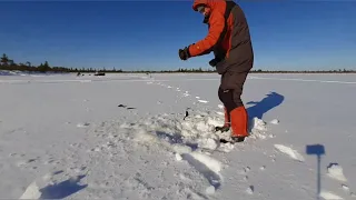 Мототолкач Ураган Сибирь легко везёт двоих 23 февраля на озеро.