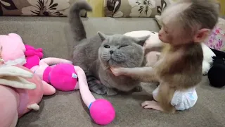 So cute, Kiti the monkey changes his attitude inexplicably when playing with the kitten