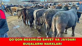 QIRG‘IZISTON SHVET BUQALARINING QO’QON BOZORIDAGI NARXLARI