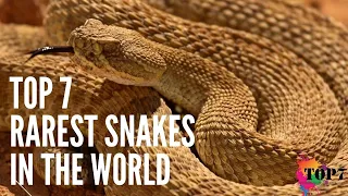 Rarest Snakes In The World | Freaky Snakes In the World | Top 7 | (Clear Explanation)