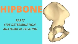 Hip bone - Parts, Side determination & Anatomical Position