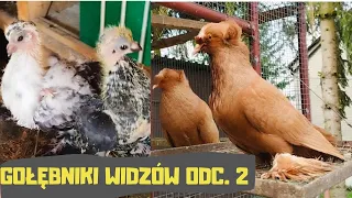 @zyciezpasja Rasy Wschodnie Prezentacja sylwetek gołębi młodych Lęgi 2024 Gołębie Ozdobne Pigeon