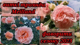 Виткі троянди Еден Роуз(П'єр де Ронсар) 🌹Полька (Polka91) 🌹яка здивувала😳