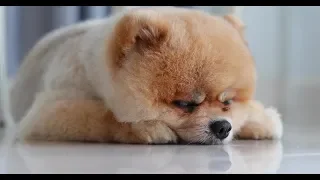 Pomeranian 🔵 Funny and Cute Pomeranian Compilation (2018) | Funny Pets