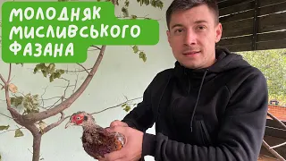 Молодняк мисливського фазана