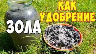 ЗОЛА КАК УДОБРЕНИЕ! ПОДКОРМКА ЗОЛОЙ!