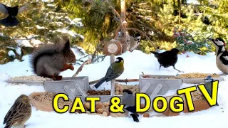 Cat TV😽 Birds and Squirrels for Cats & Dogs to watch 10 hrs | No ads interruptions (4K UHD)