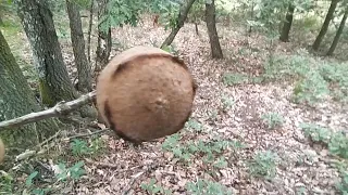 mushroom 🍄 successful Hunt 😁