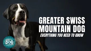 Greater Swiss Mountain Dog 101: Everything You Need To Know