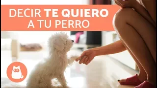 7 MANERAS DE DECIRLE A UN PERRO QUE LO AMAS