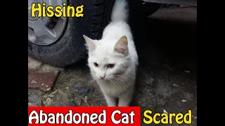 Abandoned Cat Hissing with Foster Dad She's So Scared and Calm