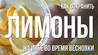 Как сохранить лимоны на избе во время весновки. Моя весновка 2019.