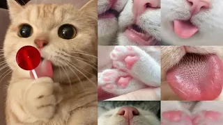 Baby Cats 🐈-CUTE And FUNNY cat videos Compilation 🐾#4|Wow Animals#tiktok#catlover #cat