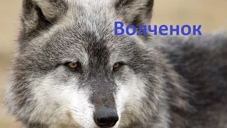 Волченок cover (Сергей Любавин).