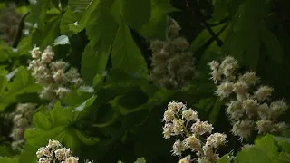 The virtues of France's most remarkable trees • FRANCE 24 English