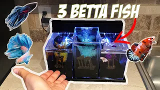 Triple Overflow Betta Fish Tank Setup! (Good or Bad?)