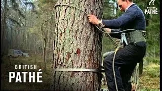 Out Takes / Cuts From Cp 323 - Reel 2 Of 2 - Tree Climbing Equipment Aka Tree Bike (1961)