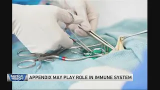 Appendix may play role in immune system — and more