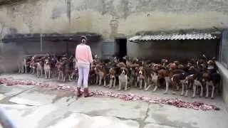 Le repas de la meute à l'Abbaye du Val des Choues