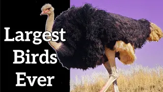 Largest Birds in the World - The Biggest and Heaviest Birds Ever