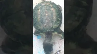 Tortugas lagarto comiendo