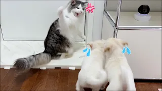 Puppies' reaction to seeing a cat for the first time